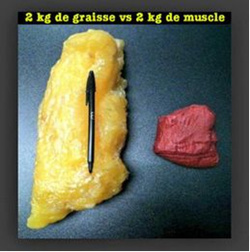 Transformer la graisse en muscle lille